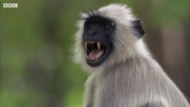 میمون هایی که برای نجات گوزن از ببر زنگ خطر می زنند!