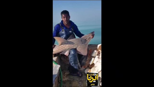 فداکاری صیاد بوشهری در حفاظت از گونه‌ های آبزی کمیاب
