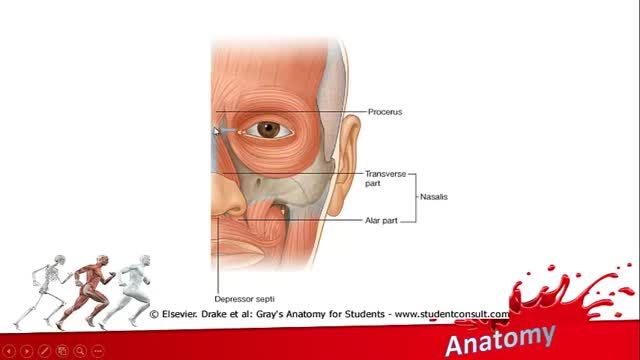 عضلات صورت (Facial muscles) | آموزش جامع علوم تشریح آناتومی سر و گردن | جلسه یازدهم (2)