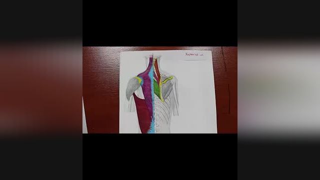 عضلات پشت و پشت کتف | آموزش علوم تشریح (آناتومی) اسکلتی - عضلانی | جلسه شانزدهم (1)