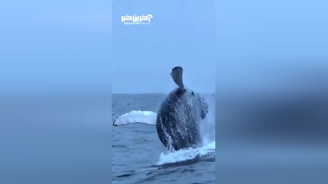 لحظه خیز برداشتن نهنگ به خارج از آب