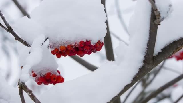 زیبایی زمستانی درختان در برف با آواز پرندگان فوق العاده آرامش‌ بخش