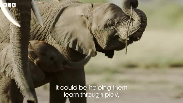 چگونه یک بچه فیل بزرگ کنیم؟