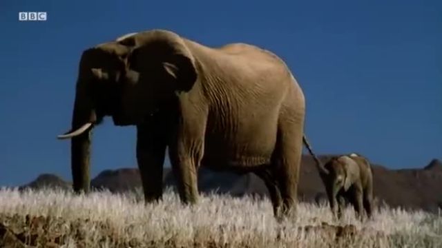 مبارزه بچه فیل برای زنده ماندن (قسمت دوم)