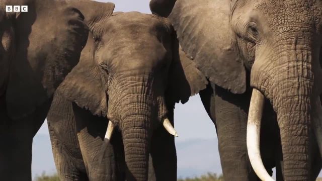 فرار فیل های دوقلو از نبرد گاوها را در این ویدیو ببینید!