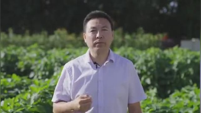 چگونه دانشمندان چین را از وابستگی به واردات سویا رها می‌کنند؟
