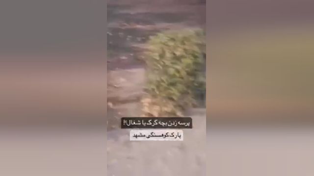 بازگشت شغال‌ها به سطح شهر مشهد را ببینید