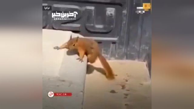 نجات سنجاب بی‌ جان به دلیل گرمای هوا