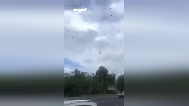 حمله 300 هزار خفاش به شهری در استرالیا