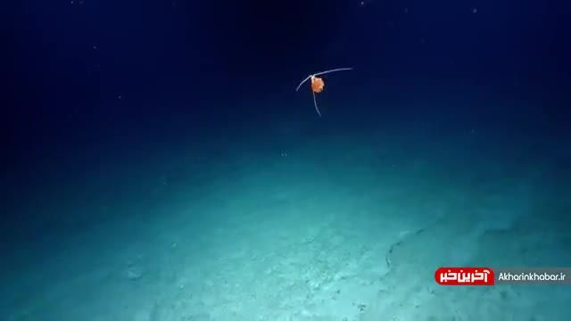ویدیویی ترسناک از یک عروس دریایی که همنوع خود را میخورد