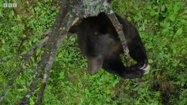 رقص خرس ها در جنگل که تا کنون ندیده اید! | ویدیویی از خرس ها با کیفیت 4K UHD