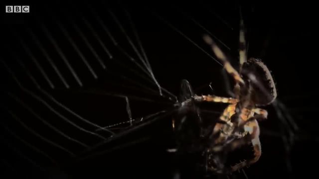 آیا تا کنون ساخت تار عنکبوت را دیده اید؟