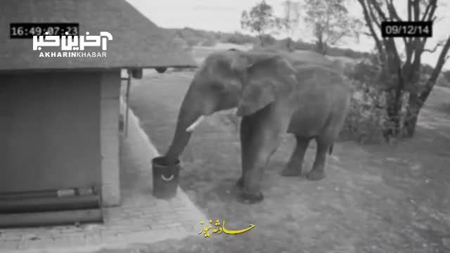 ویدئویی از احترام یک فیل به محیط زیست