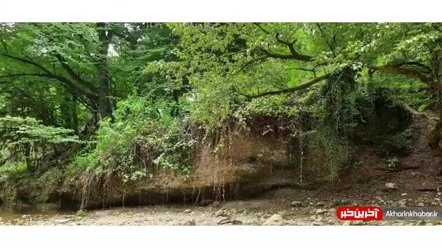 زیباترین اجرای هنگ درام  در جنگل | ویدیو