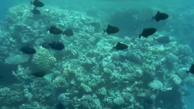 مناظر خیره کننده زیر آب | ماهی مرجانی و بهترین موسیقی آرامش بخش