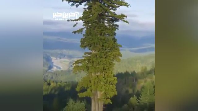 بلندترین درخت دنیا با ارتفاعی برابر با 115 متر