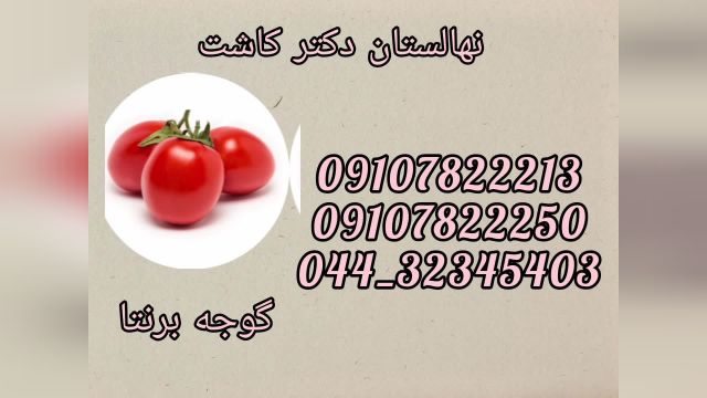 فروش عمده بذر گوجه فرنگی برنتا
