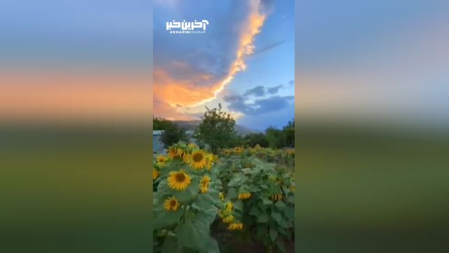 کردستان مزارع زیبای گلهای آفتابگردان