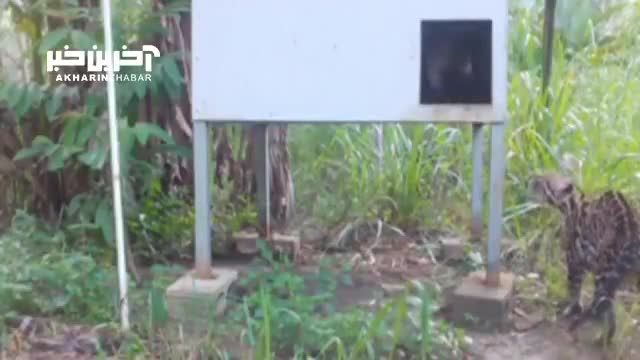 کمین و شکار کواتی توسط گربه کاراکال