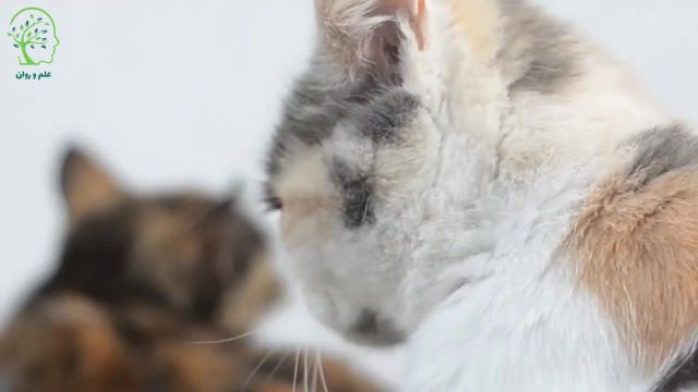 گربه تراپی چیست؟ | 10 دلیل علمی برای داشتن گربه