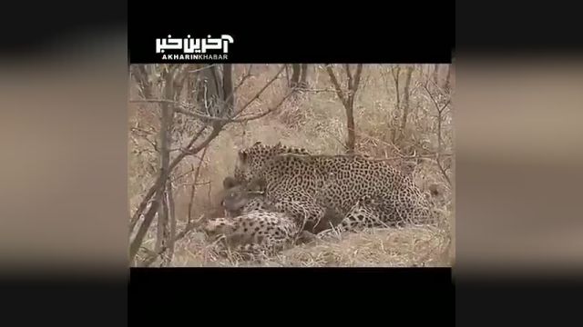 ویدئویی از بی‌ رحمی پلنگ در شکار چیتا