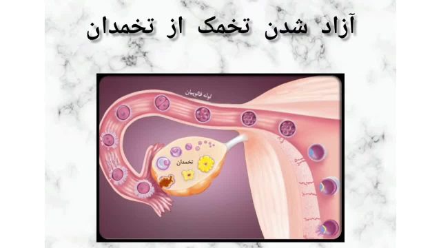 تخمک گذاری چیست؟ | بررسی روش های تشخیص تخمک گذاری و اهمیت تخمک گذاری در زنان