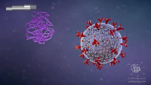 کووید 19 | ویروس کرونا چگونه بدن انسان را آلوده می کند؟