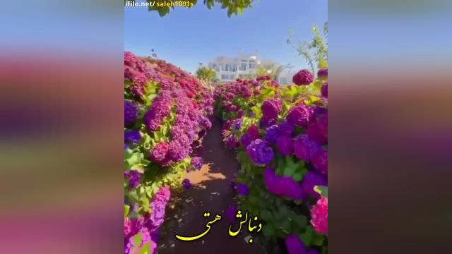 کلیپ سلام صبح شما بخیر- عاشقانه- برای استوری