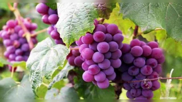 روش های موثر برای مراقبت از انگور و حفظ سلامتی آن در گلدان