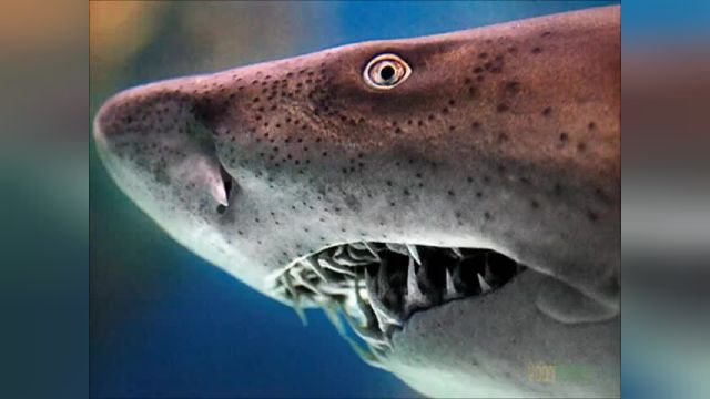 Top 10 Tiburones mas Peligrosos y Agresivos