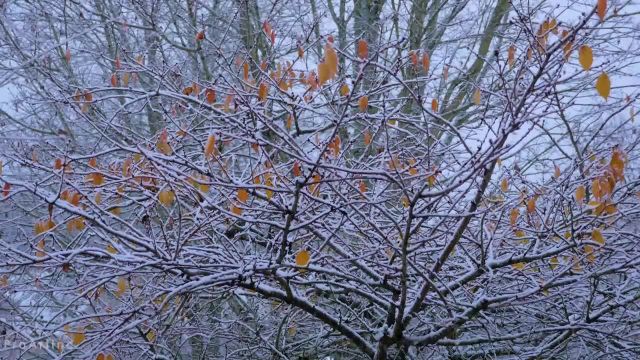 اولین برف زمستان | 8 ساعت صدای طبیعت با تصاویری از بارش برف