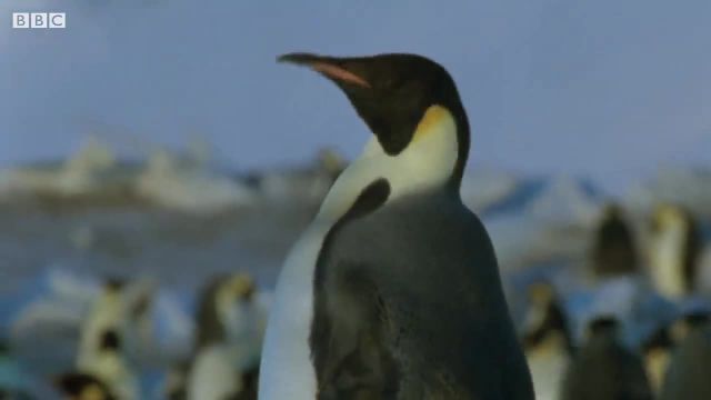 مبارزه بر سر جوجه پنگوئن رها شده! | این ویدیو را ببینید!