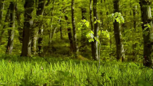 آرامش عمیق با آواز پرندگان و صداهای جنگل | 8 ساعت زیبایی جنگل بهار اوکراین