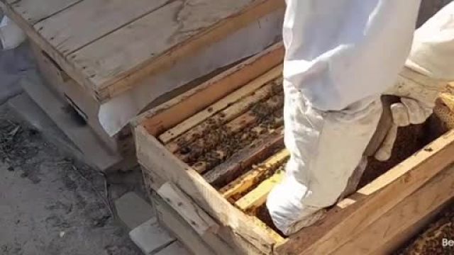 تولید عسل فراوان و راهکارهایی برای شناسایی و از بین بردن خانه ملکه