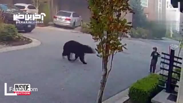 رویارویی نفس گیر یک کودک با خرس سیاه