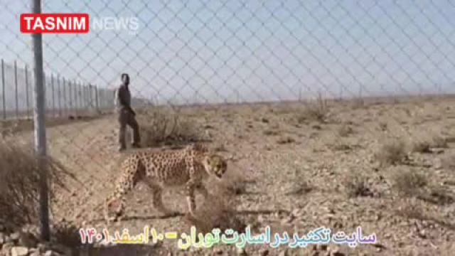 تماشای ویدیوها و تصاویر جدیدترین یوزپلنگ ماده ایرانی