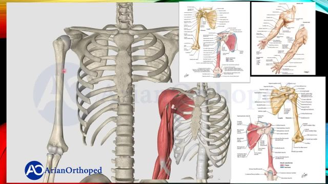 آناتومی عضلات بازو |  استخوان بازو یا استخوان هومروس