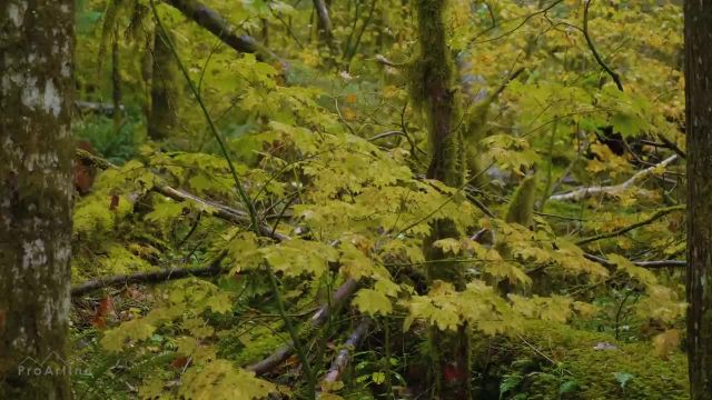 روز بارانی پاییزی | ویدیو آرامش طبیعت با صدای باران