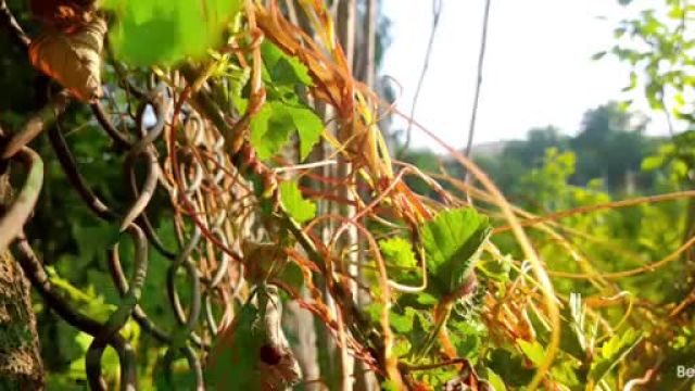 کنترل امراض نباتی : راهکارهای موثر برای کنترل پرازیت خطرناک درختان