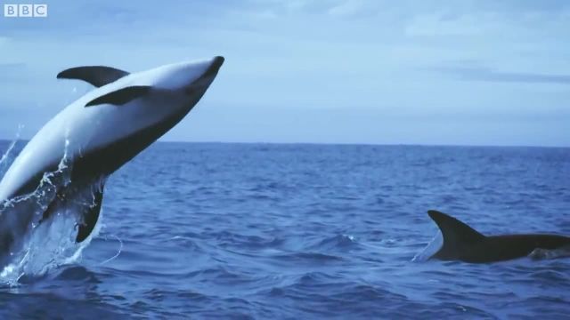 غواصی با دلفین ها را در این ویدیو تجربه کنید!
