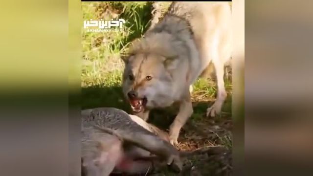 مبارزه هیجان انگیز بین گرگ و خرس در یک شکار