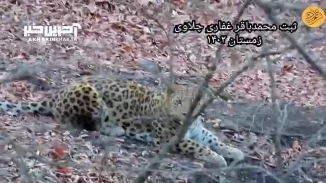 تجربه جالب صحبت کردن با یک پلنگ مازندرانی در محیط طبیعی