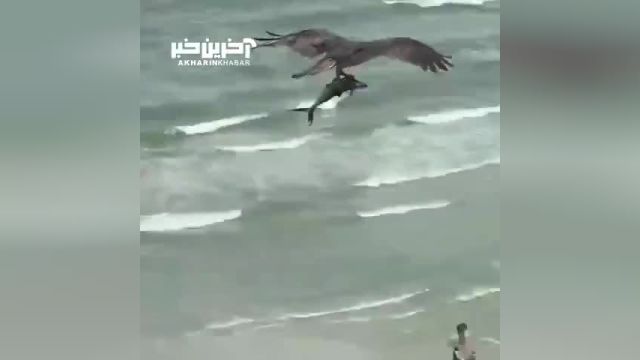 عقابی که بچه کوسه شکار کرده است | ویدیو