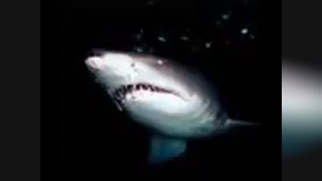 When Sharks Attack