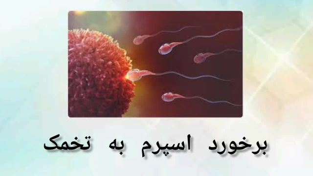 فرایند تخمک گذاری در بارداری | تشکیل ابتدایی جنین