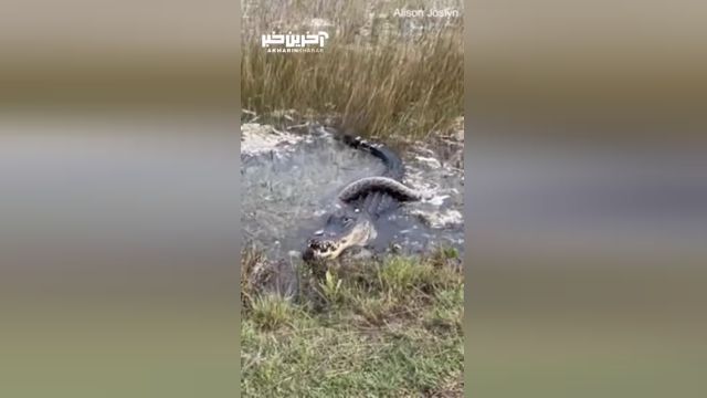 تمساح عظیم الجثه: وقتی یک مار پیتون را می‌بلعد!