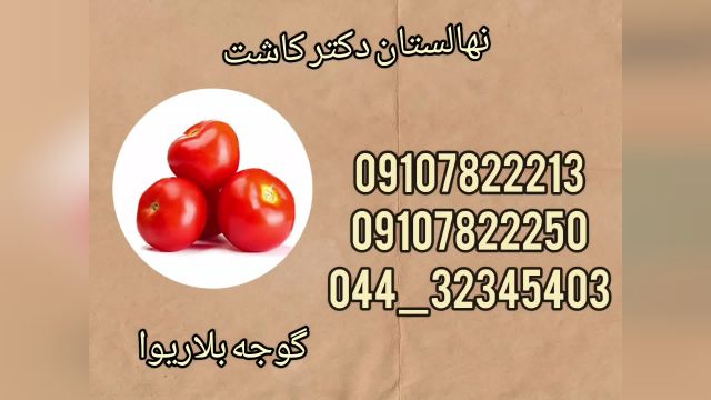 فروش عمده بذر گوجه بلاریوا