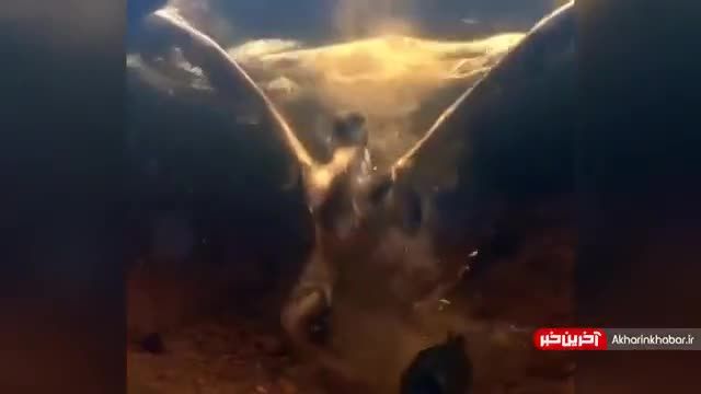 شکار ماهی توسط عقاب از نمای زیر آب | ویدیو