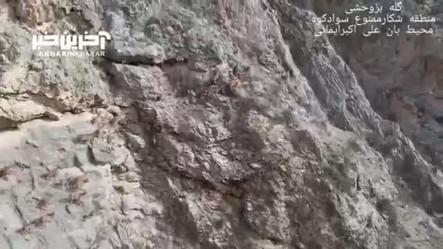 مشاهده گله بزهای وحشی در ارتفاعات سوادکوه