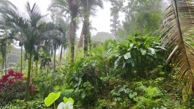 جنگل بارانی استوایی | 8 ساعت صدای باران آرامش بخش و صدای آواز پرندگان استوایی | قسمت 2